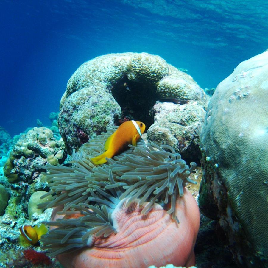 Shifa Lodge Maldives Feridhoo Dış mekan fotoğraf