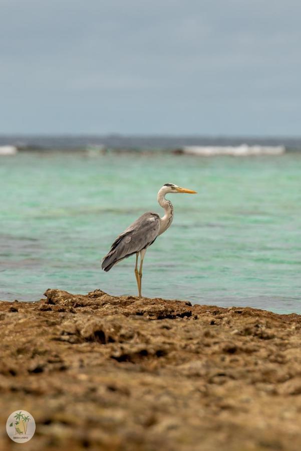 Shifa Lodge Maldives Feridhoo Dış mekan fotoğraf